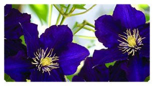 DSC700 024 Purple Cylmaties